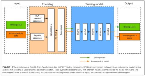 山東大學(xué)2019級軟件工程應(yīng)用與實踐 基于人工智能的多肽藥物分析問題